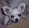 Bella Jolly Pixie